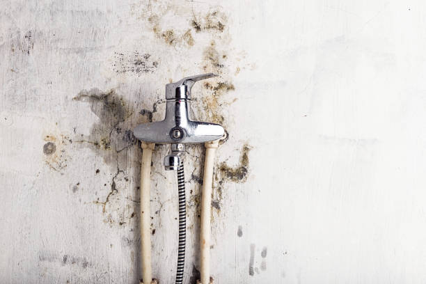Best Emergency Mold Remediation in Big Stone Gap, VA