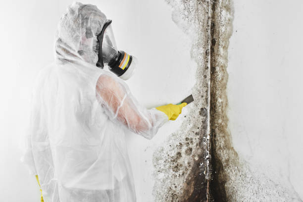 Best Preventive Mold Services in Big Stone Gap, VA