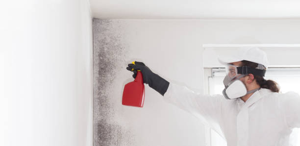 Best Mold Remediation for Specific Building Types in Big Stone Gap, VA