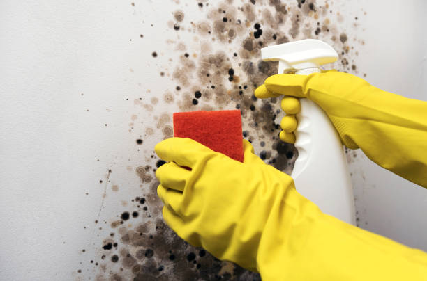 Best Basement Mold Remediation in Big Stone Gap, VA