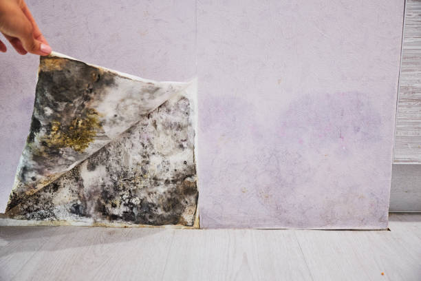 Trusted Big Stone Gap, VA Mold Remediation Experts